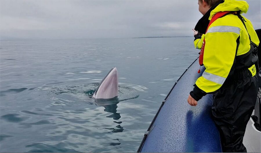 Reykjavik: Whale Watching Tour by RIB Boat - The Whales of Iceland Museum ticket in Grandi harbor district