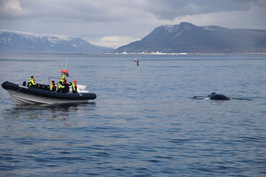 Reykjavik: Whale Watching Tour by RIB Boat - Weather, sea state, and comfort: how to set yourself up