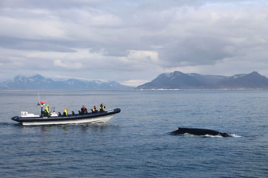 Reykjavik: Whale Watching Tour by RIB Boat - Meeting at Aegisgardur 5E: gear up fast, stay comfy