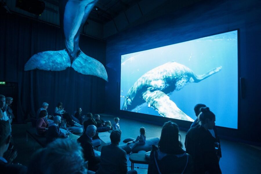 Reykjavik: Whale Watching Tour, Whales of Iceland Exhibition - Who This Tour Suits Best (And Who Might Want a Different Plan)