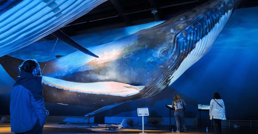 Reykjavik: Whale Watching Tour, Whales of Iceland Exhibition - What You Might See in Faxaflói Bay, Plus How to Improve Your Chances