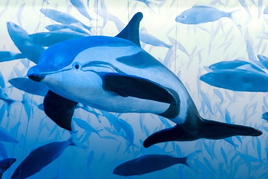 Reykjavik: Whale Watching Tour, Whales of Iceland Exhibition - Price and Included Value: What $123 Really Buys You