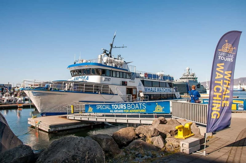 Reykjavik: Whale Watching Tour with Expert Guide - Key things that make this whale watching tour worth your time