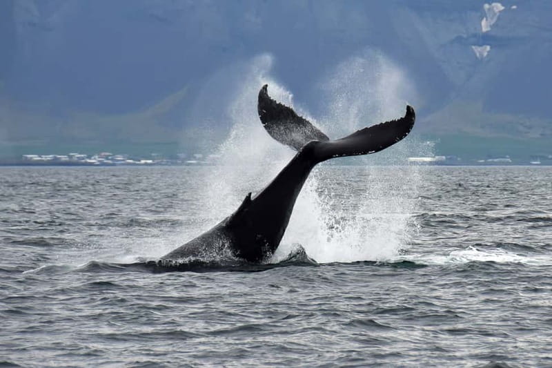 Reykjavik: Whale Watching Tour with Expert Guide - Andrea and Faxaflói Bay: the core idea