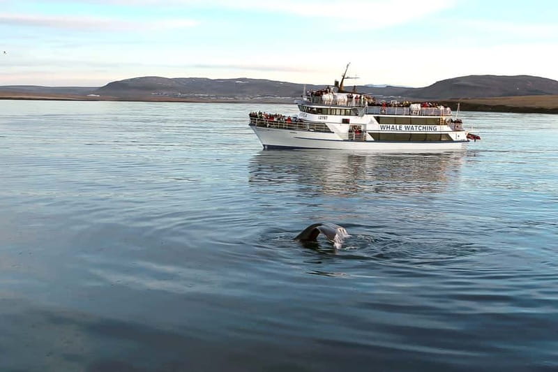 Reykjavik: Whale Watching Tour with Expert Guide - What species you might actually see in this area