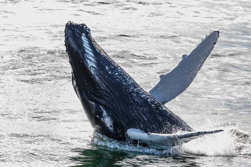 Reykjavik: Whale Watching Tour with Expert Guide - Comfort is the real upgrade, not just a nice-to-have