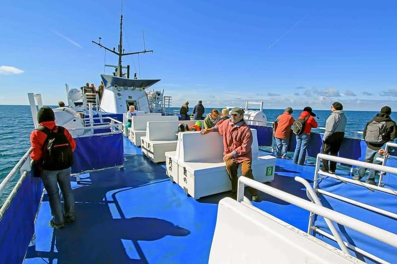 Reykjavik: Whale Watching Tour with Expert Guide - Weather, seasickness, and what to pack so you stay sane