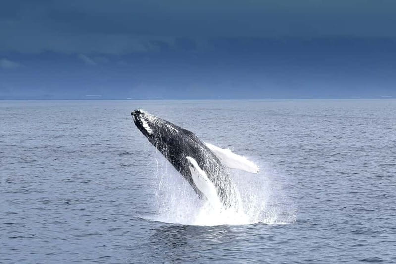 Reykjavik: Whale Watching Tour with Expert Guide - From Old Harbour to whale-spotting grounds