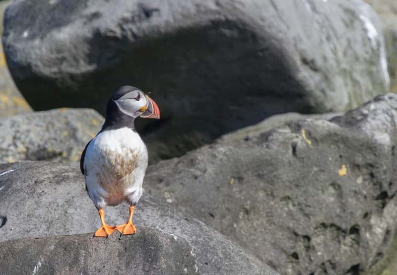 Reykjavik: Whales and Puffins Express Cruise Combo Tour - Key highlights to know before you go