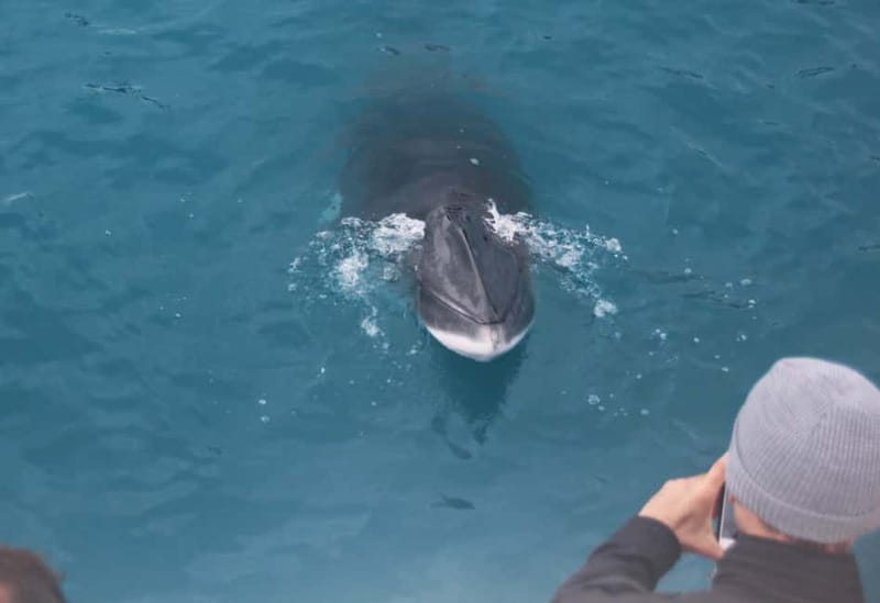 Reykjavik: Whales and Puffins Express Cruise Combo Tour - Who should book this Reykjavik combo, and who should think twice