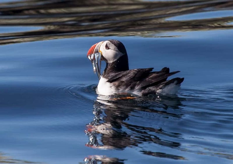Reykjavik: Whales and Puffins Express Cruise Combo Tour - Andrea whale watching, classic vs express and what to expect in Faxaflói Bay