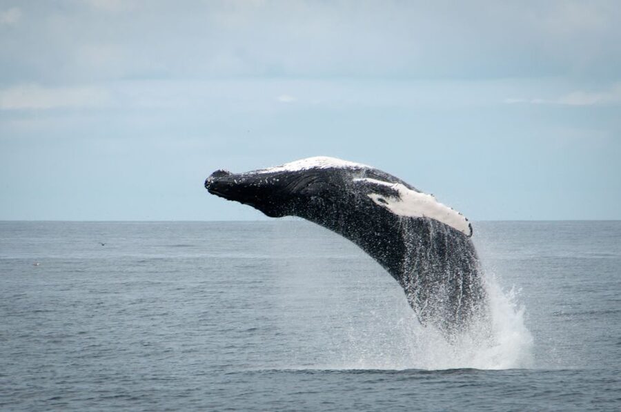 Reykjavik: Whales and Puffins Express Cruise Combo Tour - The reality of wildlife days, and how this tour protects you