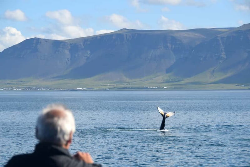 Reykjavik: Whales and Puffins Express Cruise Combo Tour - Getting warm in Reykjavik, the gear that actually makes a difference