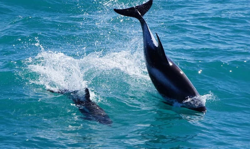 Reykjavik: Whales and Puffins Express Cruise Combo Tour - The guides and the onboard tools, from Patrick Pirate Puffin to Rebecca