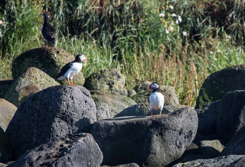 Reykjavik: Whales and Puffins Express Cruise Combo Tour - Species you may spot, and how to watch so you do not miss the action