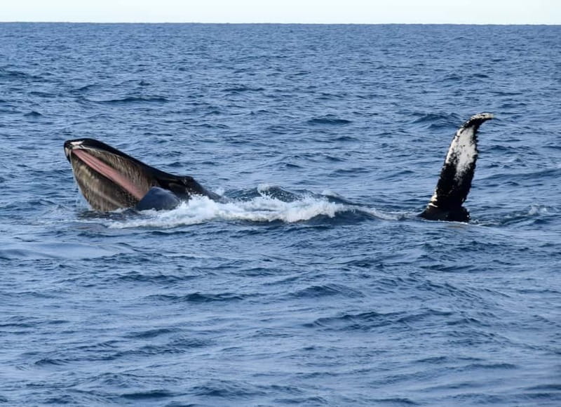 Reykjavik: Whales and Puffins Express Cruise Combo Tour - Price and value at about $148, what you get for your money