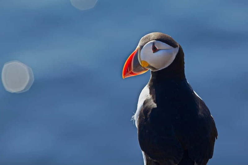 Reykjavik: Whales and Puffins Express Cruise Combo Tour - Old Skuli and the puffin express, how close you really get