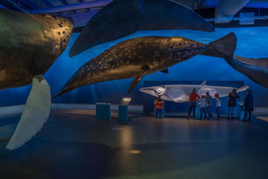 Reykjavik: Whales of Iceland Museum Entrance Ticket - Should you book Whales of Iceland? A simple decision guide