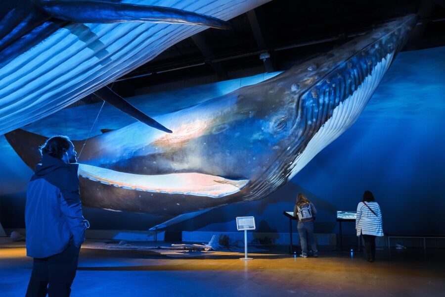 Reykjavik: Whales of Iceland Museum Entrance Ticket - What makes this whale museum feel different from a typical indoor stop