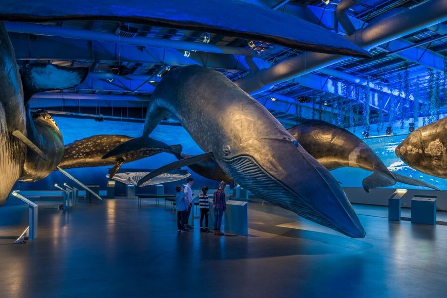 Reykjavik: Whales of Iceland Museum Entrance Ticket - Interactive exhibits that explain anatomy, behavior, and underwater noise