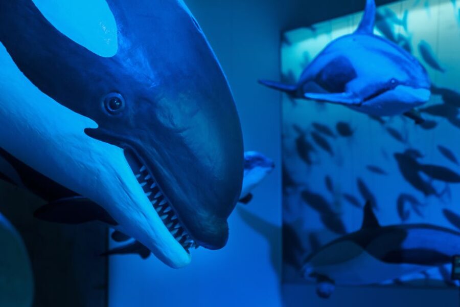 Reykjavik: Whales of Iceland Museum Entrance Ticket - Fin Whale Theatre screenings: conservation and research on your ticket