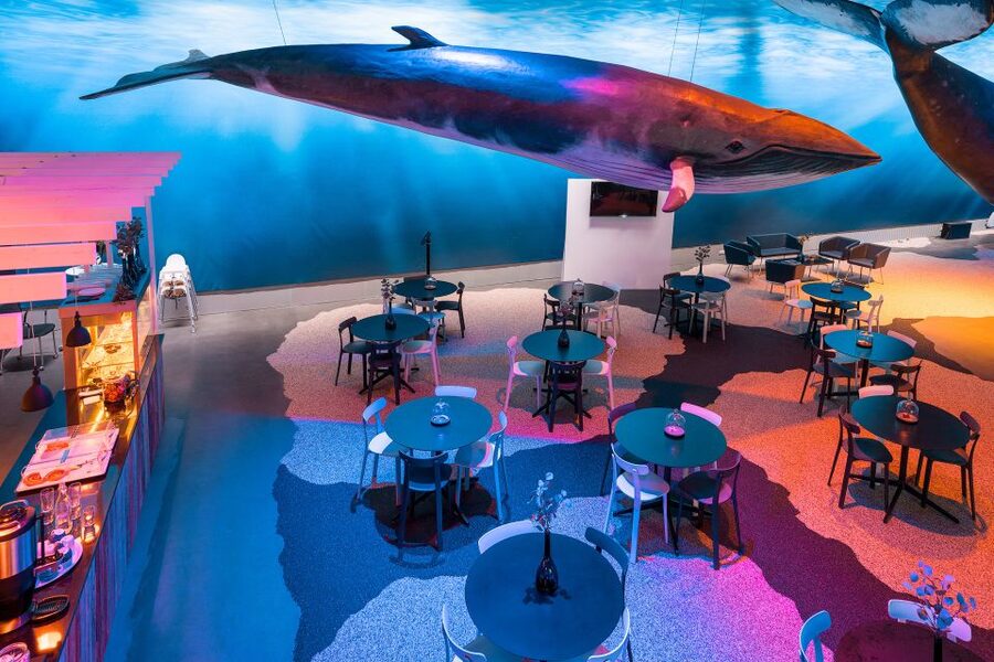 Reykjavik: Whales of Iceland Museum Entrance Ticket - The audio guide in 17 languages, and how to use it smoothly