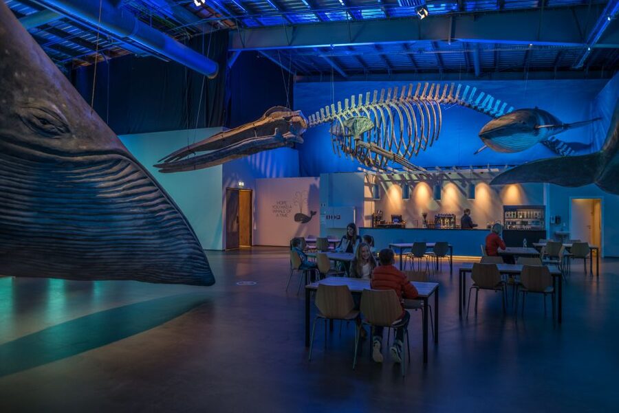 Reykjavik: Whales of Iceland Museum Entrance Ticket - Price and value: is $34 a smart buy for this museum?