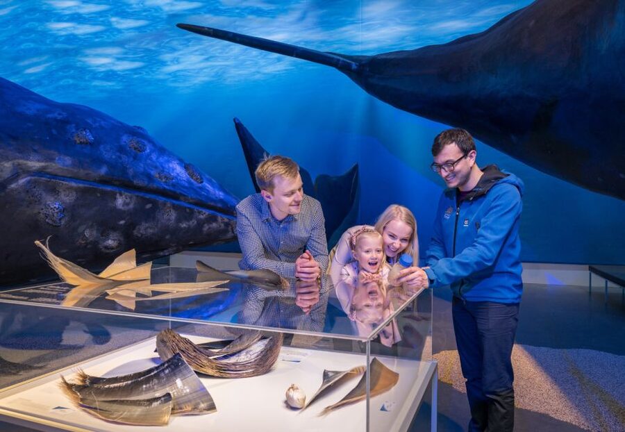 Reykjavik: Whales of Iceland Museum Entrance Ticket - Timing in Reykjavík: when this museum fits best