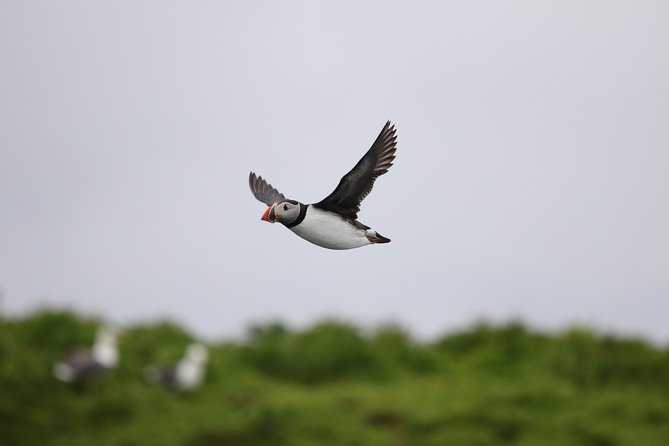 RIB Whale Watching Small-Group Boat Tour from Reykjavik - Stop 2 at Akurey, Engey, or Lundey: puffins in a tiny time window