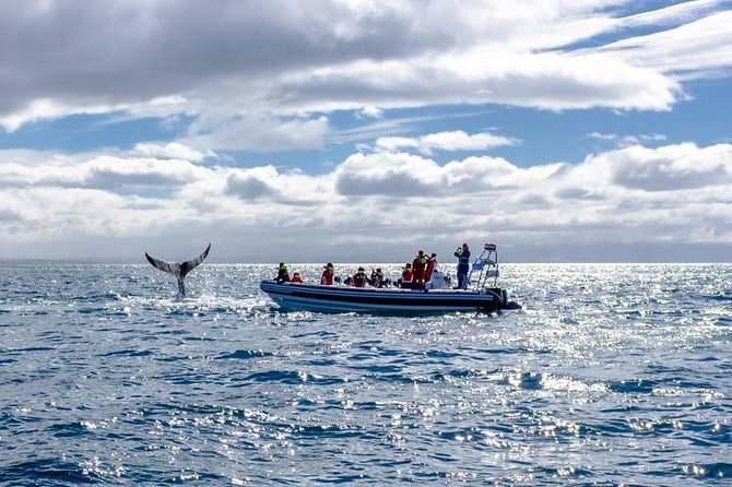 RIB Whale Watching Small-Group Boat Tour from Reykjavik - Faxafloi Bay whale safari: sea-level viewing and comfort seats
