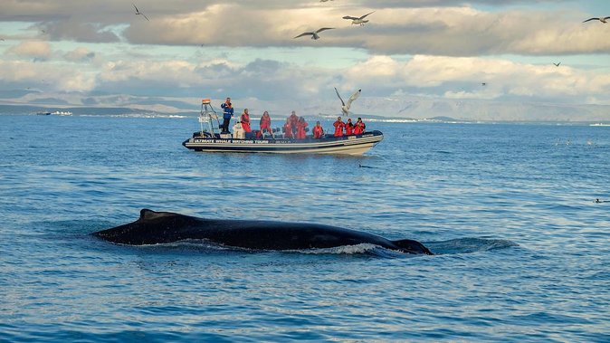 RIB Whale Watching Small-Group Boat Tour from Reykjavik - The return ride: shoreline views, Sun Voyager, and Harpa photos