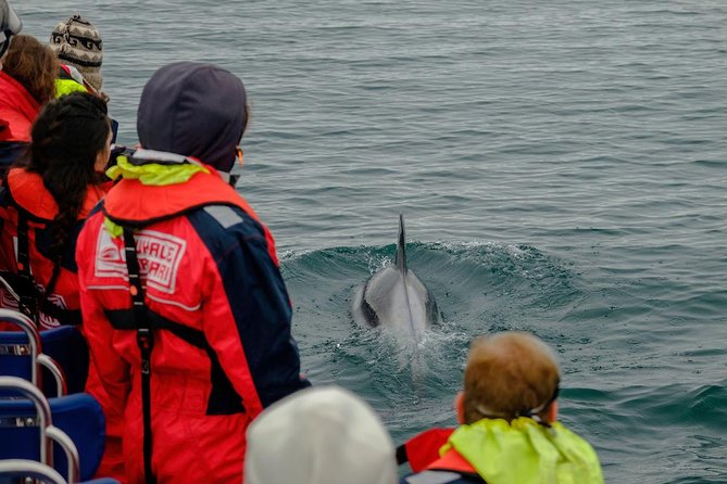 RIB Whale Watching Small-Group Boat Tour from Reykjavik - Price and value: what $208.09 buys you