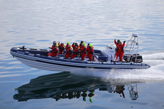 RIB Whale Watching Small-Group Boat Tour from Reykjavik - Who should book this RIB whale watching tour
