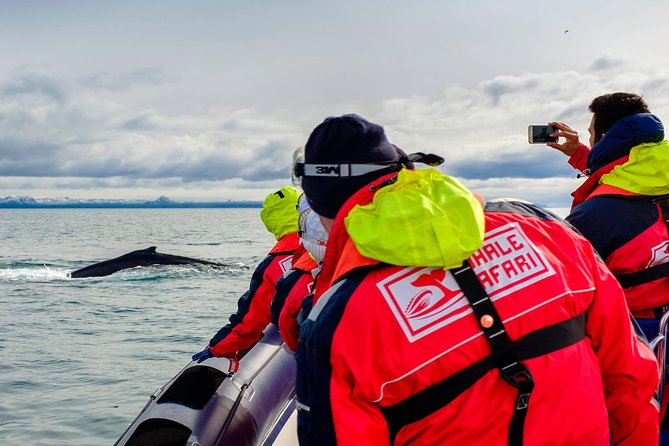 RIB Whale Watching Small-Group Boat Tour from Reykjavik - Stop 1 at Ægisgarður: puffin season check, then the whale search