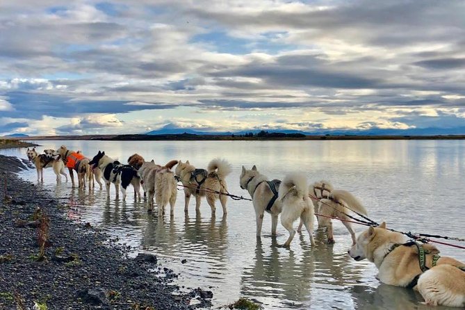 Small Group Husky Sledding Tour from Capital Region - Arriving at base: what to expect when you meet the team