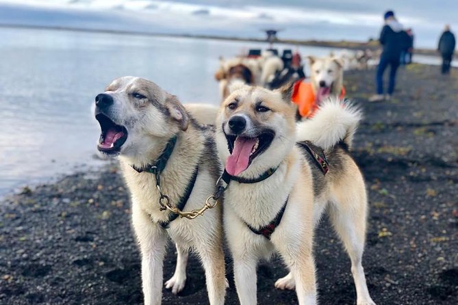 Small Group Husky Sledding Tour from Capital Region - Small-group comfort: fewer people, more attention