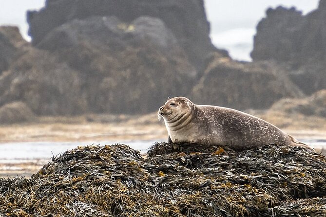 Snaefellsnes Peninsula Full Day Tour from Reykjavik - Pacing, what you gain, and what you trade for convenience