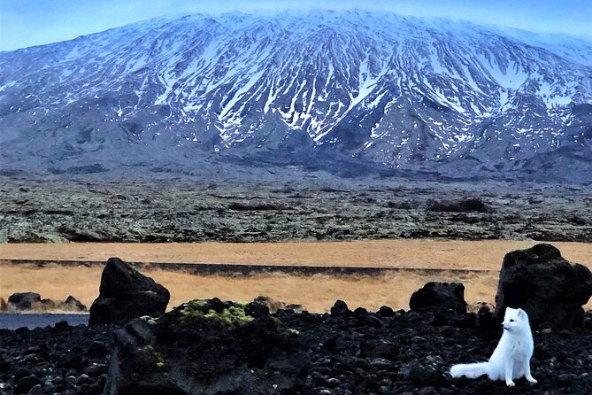 Snaefellsnes Peninsula Full Day Tour from Reykjavik - Should you book it or DIY?