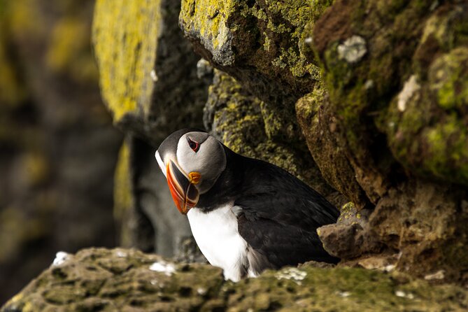 SOUTH COAST : The Discovery - Vík Town Break: A Real Human Pause in a Small Place