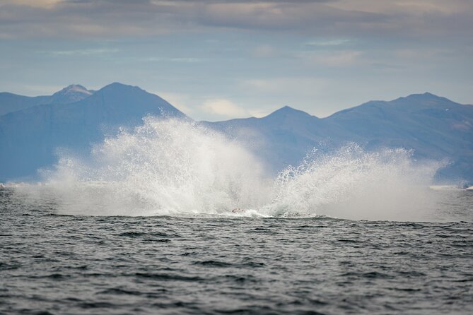 Speedboat Whale Watching Small-Group Tour in Reykjavik - Why this Reykjavik whale watching tour works: the RIB speed factor