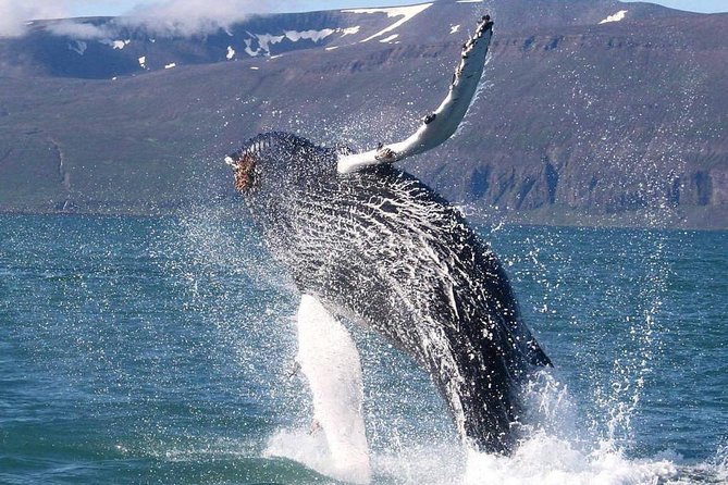 Speedboat Whale Watching Small-Group Tour in Reykjavik - What wildlife you might see in Faxafloi Bay