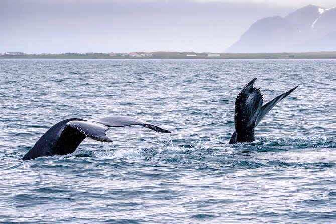 Speedboat Whale Watching Small-Group Tour in Reykjavik - Boat ride reality: thrilling, fast, and not for everyone