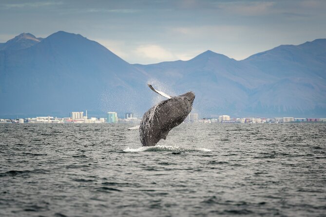Speedboat Whale Watching Small-Group Tour in Reykjavik - How the guides and crew shape the experience