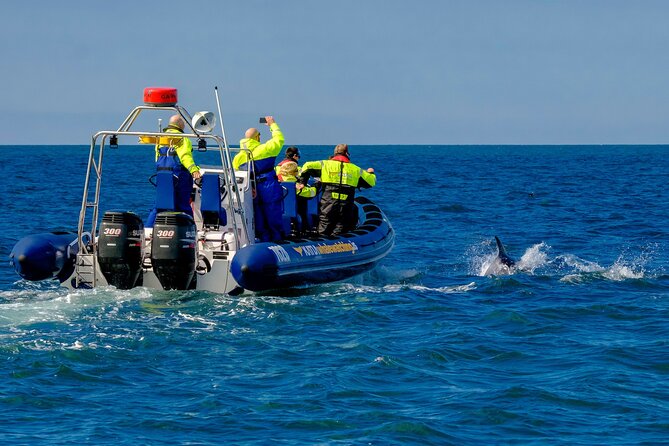 Speedboat Whale Watching Small-Group Tour in Reykjavik - Price and value: is $164 worth it for whales in Reykjavik?
