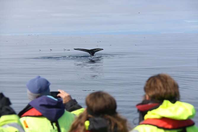 Speedboat Whale Watching Small-Group Tour in Reykjavik - Timing details that help you not miss the moment