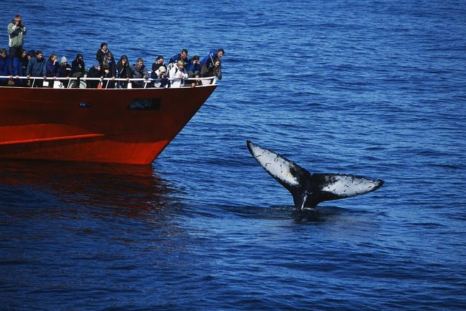 The Original Classic Whale Watching from Reykjavik - Faxafloi Whale Watching, the Way You Actually Want It