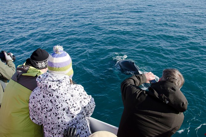 The Original Classic Whale Watching from Reykjavik - Boarding the Boat: Warm Gear, Sea-Sense, and Better Viewing