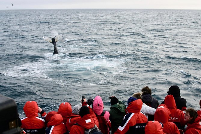 The Original Classic Whale Watching from Reykjavik - Onboard Wildlife Rules: Better Chances, Better Ethics