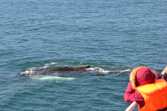 The Original Classic Whale Watching from Reykjavik - No Sighting, No Stress: The Free Return Ticket