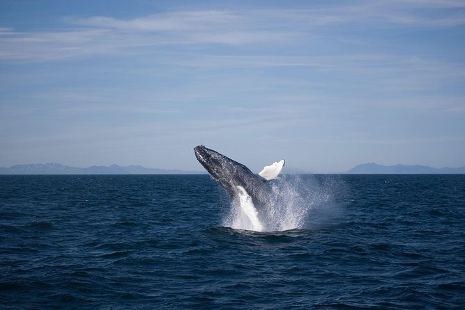 The Original Classic Whale Watching from Reykjavik - Price and Value: What $105 Really Buys You